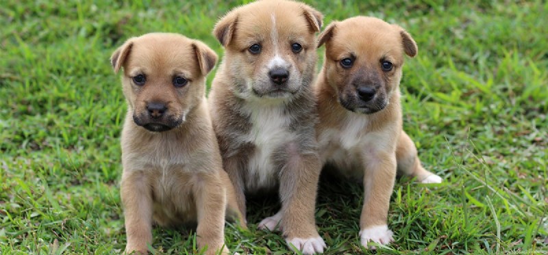 Can Dogs Detect Tornadoes? Understanding Their Weather-Sensing Abilities