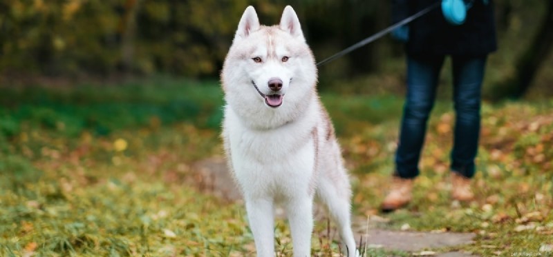Can Dogs Detect Harmful Individuals?
