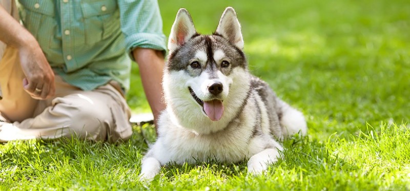Can Dogs Detect Harmful Individuals?