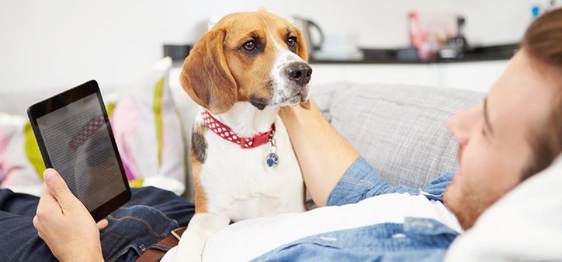 Can Dogs Detect Harmful Individuals?