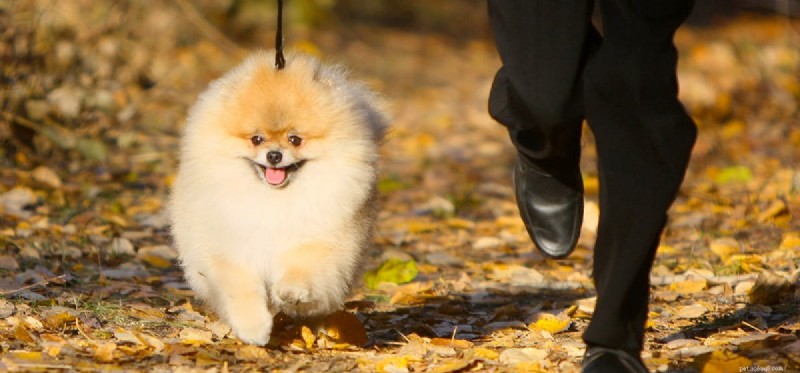 Can Dogs Detect Harmful Individuals?