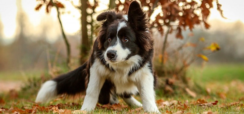 Can Dogs Detect Blizzards? New Science Reveals Their Weather-Forecasting Skills