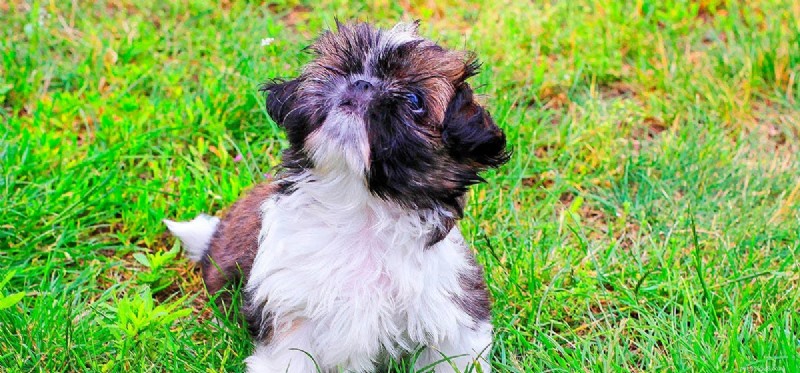 Can Dogs Detect Blizzards? New Science Reveals Their Weather-Forecasting Skills