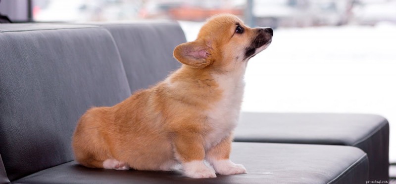 How Dogs Detect Cockroaches: The Science Behind Their Keen Senses