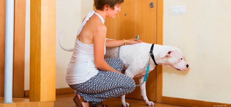 How Dogs Detect Cockroaches: The Science Behind Their Keen Senses
