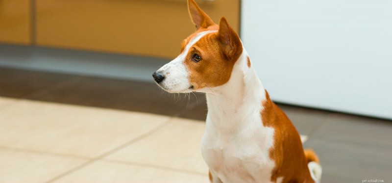How Dogs Detect Cockroaches: The Science Behind Their Keen Senses