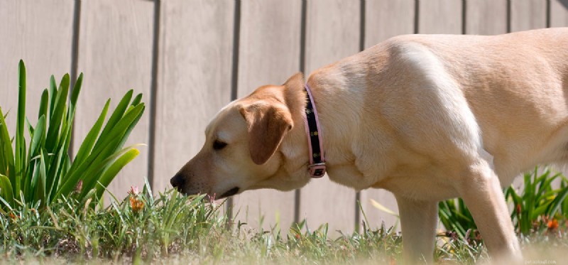 How Dogs Detect Cockroaches: The Science Behind Their Keen Senses