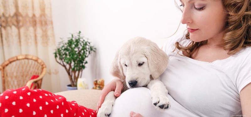 Can Dogs Detect Human Pregnancy? How Their Keen Senses Work