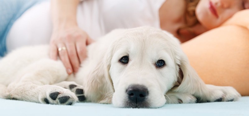 Can Dogs Detect Human Pregnancy? How Their Keen Senses Work