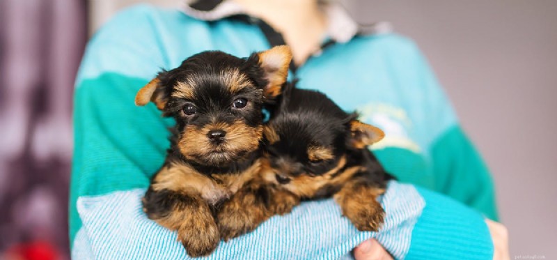Do Dogs Sense Their Owners  Love? Unveiling Canine Insight into Human Affection
