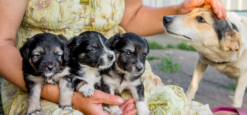 Do Dogs Detect Favoritism? Understanding Their Sensitivity to Human Treatment