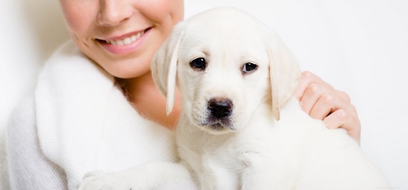 Do Dogs Sense Their Owners  Love? Unveiling Canine Insight into Human Affection