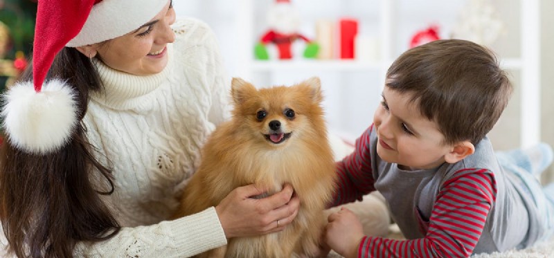Do Dogs Sense Their Owners  Love? Unveiling Canine Insight into Human Affection