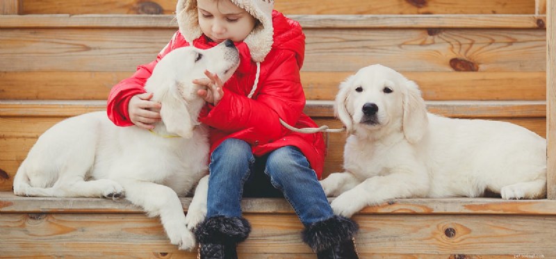 Do Dogs Detect Favoritism? Understanding Their Sensitivity to Human Treatment