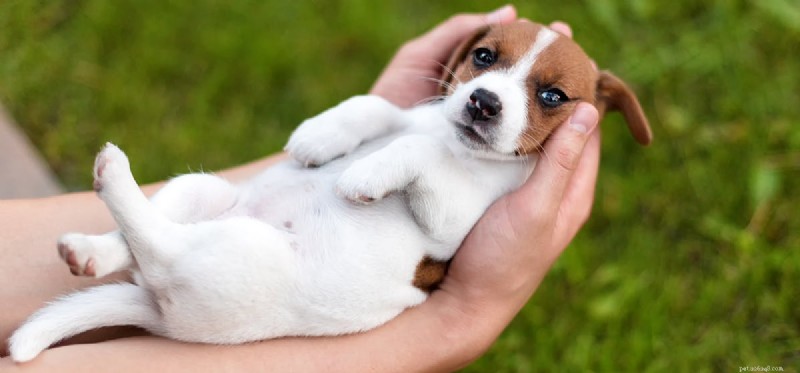 Do Dogs Detect Favoritism? Understanding Their Sensitivity to Human Treatment