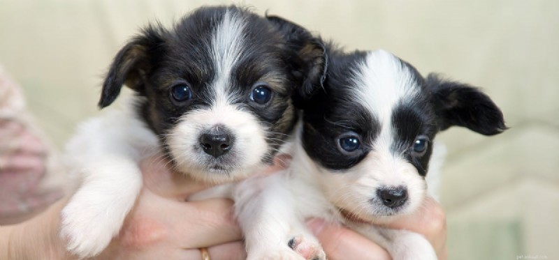 Do Dogs Detect Favoritism? Understanding Their Sensitivity to Human Treatment