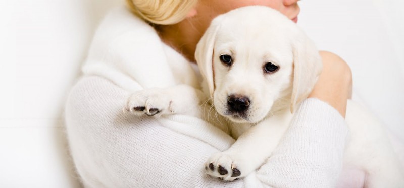 How Dogs Detect Human Emotions: A Scientific Insight