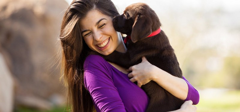 How Dogs Detect Human Emotions: A Scientific Insight