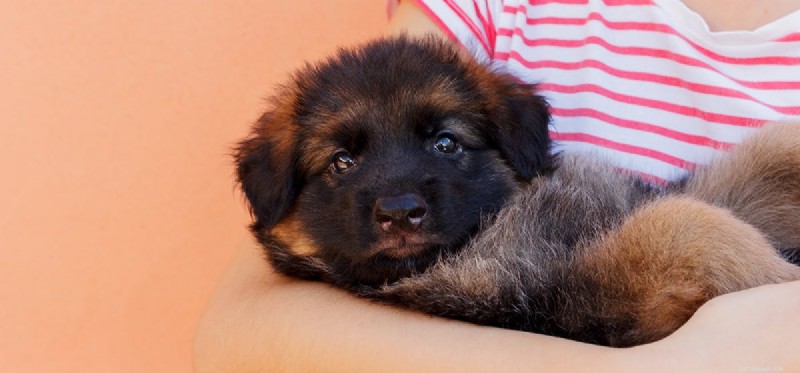 How Dogs Detect Human Emotions: A Scientific Insight