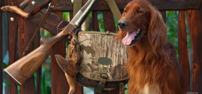 Can Dogs Detect Guns? Exploring Their Ability to Sense Firearms