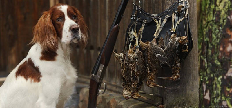 Can Dogs Detect Guns? Exploring Their Ability to Sense Firearms