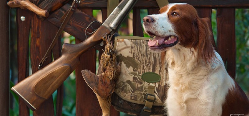 Can Dogs Detect Guns? Exploring Their Ability to Sense Firearms