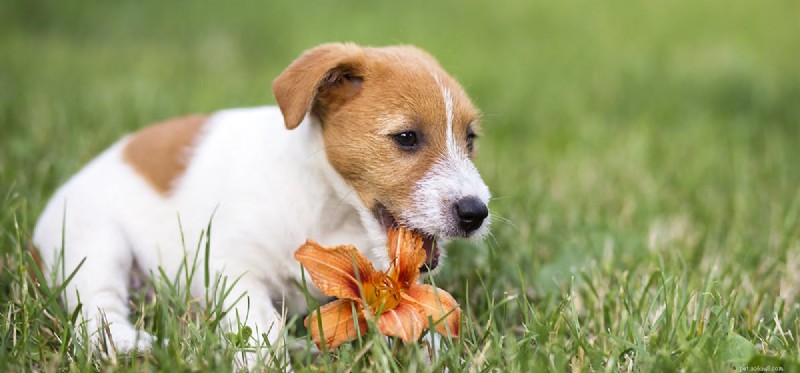 Do Dogs Really Detect Human Happiness? Exploring Their Emotional Insight