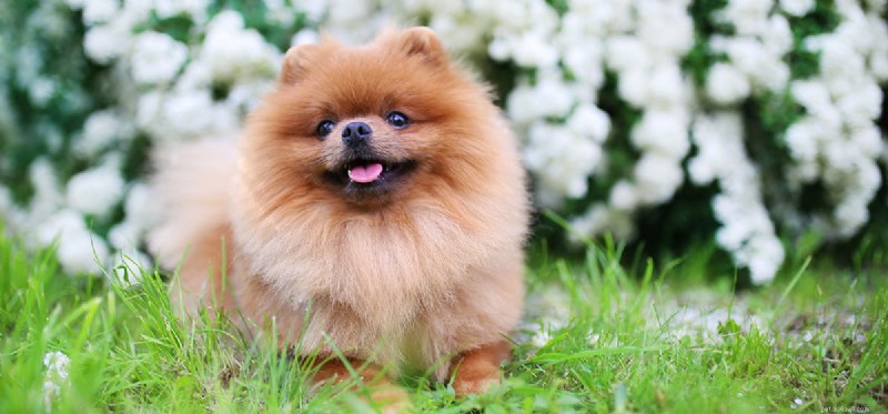 Do Dogs Really Detect Human Happiness? Exploring Their Emotional Insight