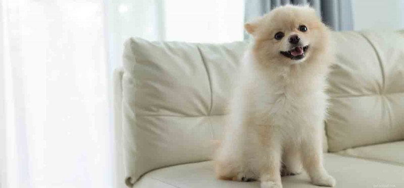 Do Dogs Really Detect Human Happiness? Exploring Their Emotional Insight
