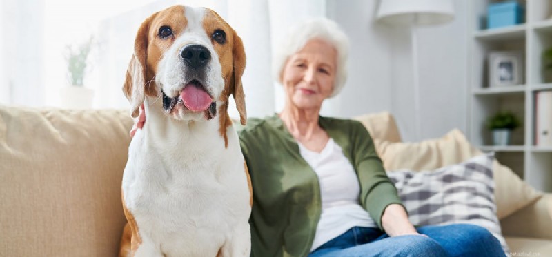 Do Dogs Truly Detect Your Sadness? Exploring the Science Behind Their Empathy