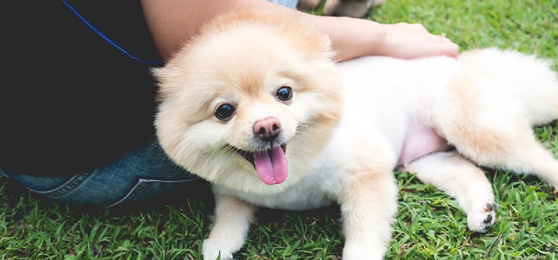 Do Dogs Truly Detect Your Sadness? Exploring the Science Behind Their Empathy