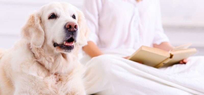 Do Dogs Truly Detect Your Sadness? Exploring the Science Behind Their Empathy