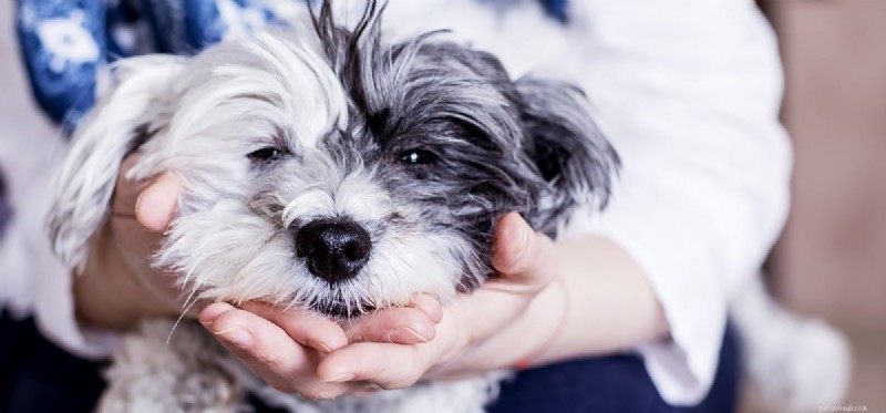 Do Dogs Truly Detect Your Sadness? Exploring the Science Behind Their Empathy