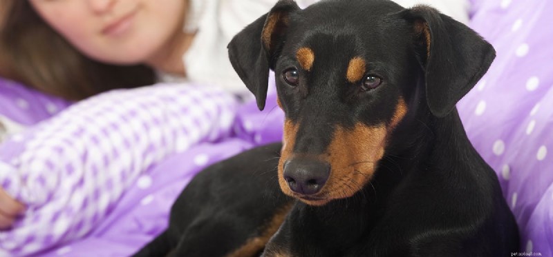 Do Dogs Really Detect When You’re Ill? Insights into Their Sensory Skills