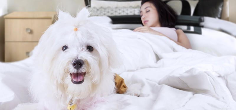 Do Dogs Really Detect When You’re Ill? Insights into Their Sensory Skills