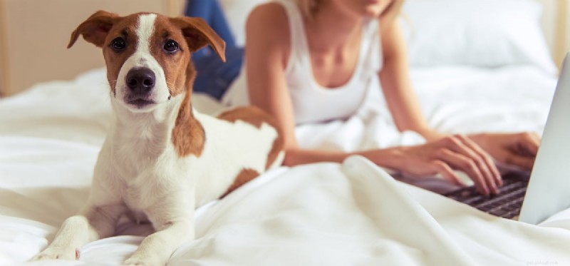 Do Dogs Really Detect When You’re Ill? Insights into Their Sensory Skills