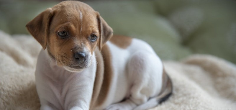 Can Dogs Detect Rats? How Your Pet Helps Spot Rodent Infestations