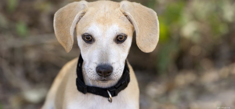 Can Dogs Detect Rats? How Your Pet Helps Spot Rodent Infestations