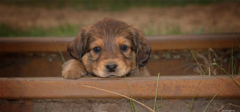 Can Dogs Detect Rats? How Your Pet Helps Spot Rodent Infestations