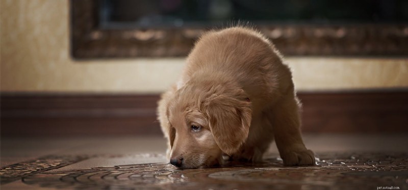 Do Dogs Detect Cockroaches? How Their Senses Spot These Insects