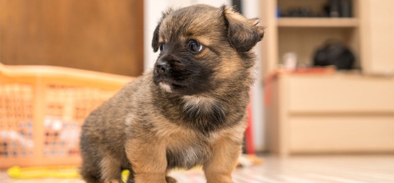 Do Dogs Detect Cockroaches? How Their Senses Spot These Insects