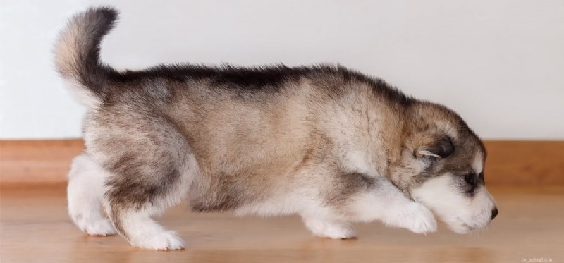 Do Dogs Detect Cockroaches? How Their Senses Spot These Insects