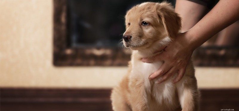 Do Dogs Detect Cockroaches? How Their Senses Spot These Insects