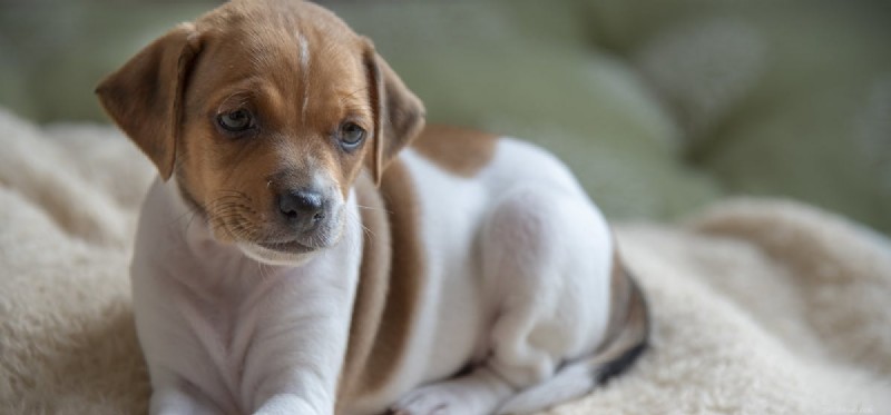 Do Dogs Detect Seizures? Exploring Their Ability to Sense Epileptic Episodes