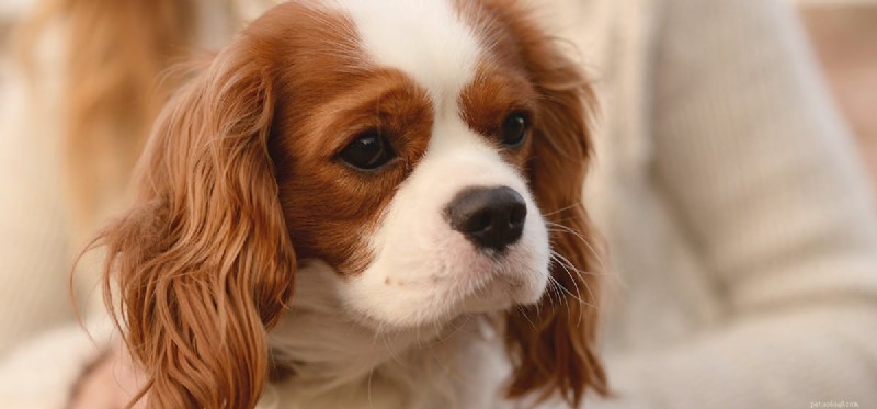 Do Dogs Detect Seizures? Exploring Their Ability to Sense Epileptic Episodes