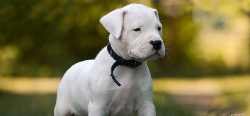 Can Dogs Detect Snakes? Understanding Their Powerful Smell and Instincts