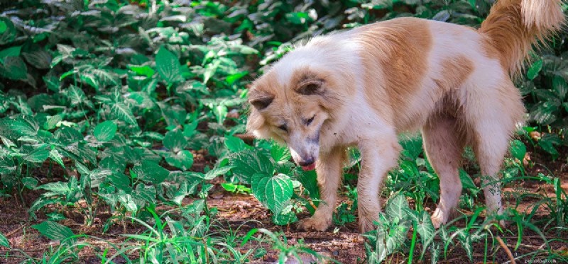 Can Dogs Detect Snakes? Understanding Their Powerful Smell and Instincts
