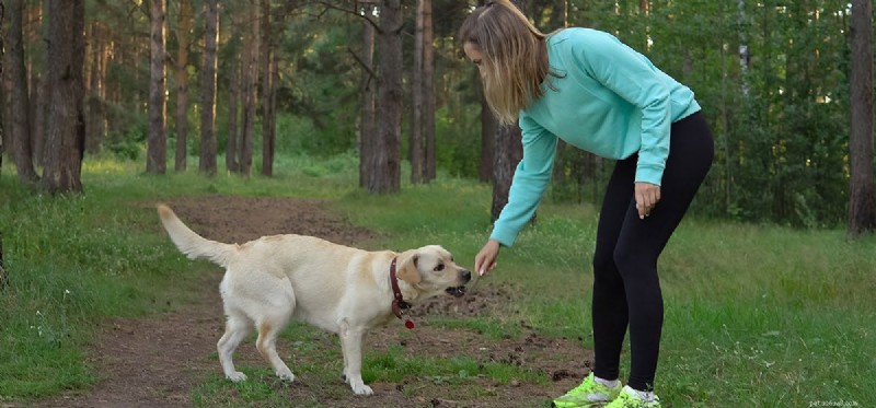 Can Dogs Detect Snakes? Understanding Their Powerful Smell and Instincts