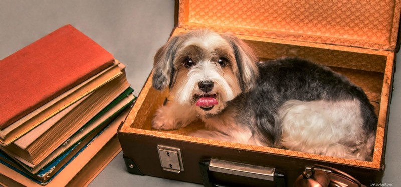 Do Dogs Truly Sense the World? Uncovering Their Extraordinary Perception