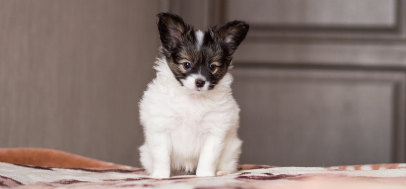 Do Dogs Truly Sense the World? Uncovering Their Extraordinary Perception
